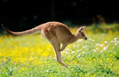 Biomimicry:  Studying Kangaroos for Possible Anti-Cancer Cream