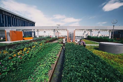 Eco-Friendly Farms In The Sky